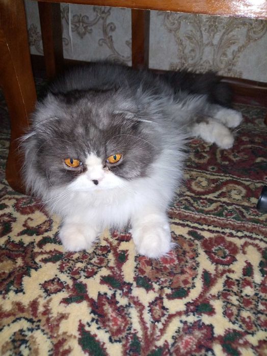 Продам кота породы скоттиш фолд