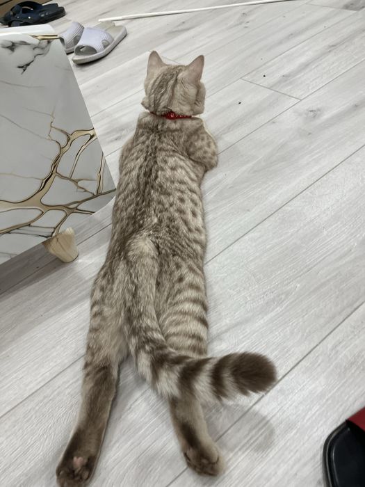 Сатылады 25000, саудасы бар