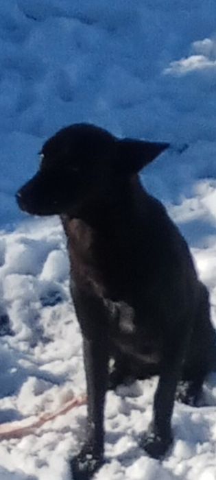 Ждёт очень любящих своих хозяев