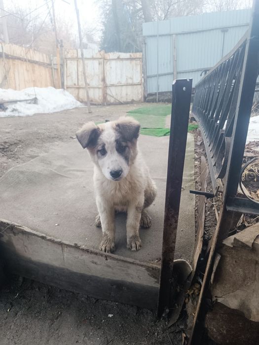 Продам срочно собаку