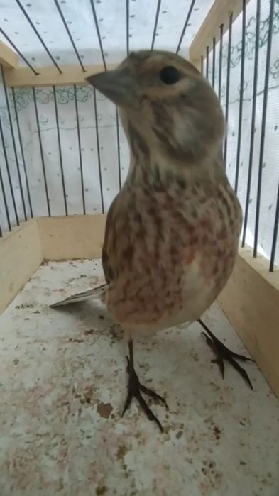 Repel sotiladi 2 oy boqilgan qushlar sayroqda qush