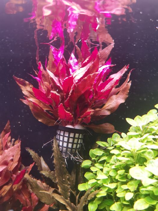 Lampi led acvariu jbl solar natur + solar effect