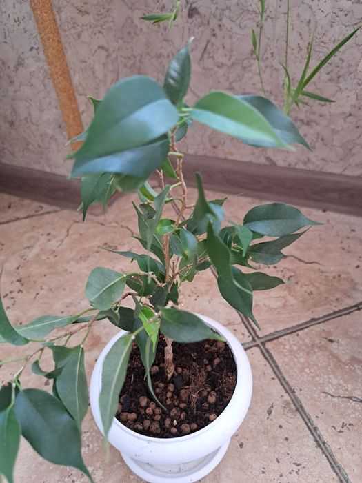 Фикусы Бенджамин