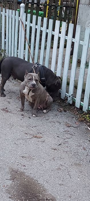 American Bully Xl с. Гложене • OLX.bg