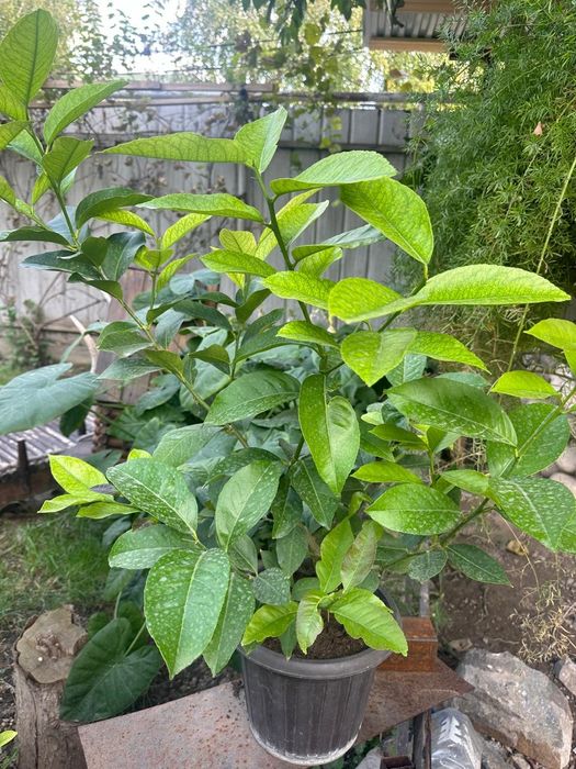 Лимон Павловский