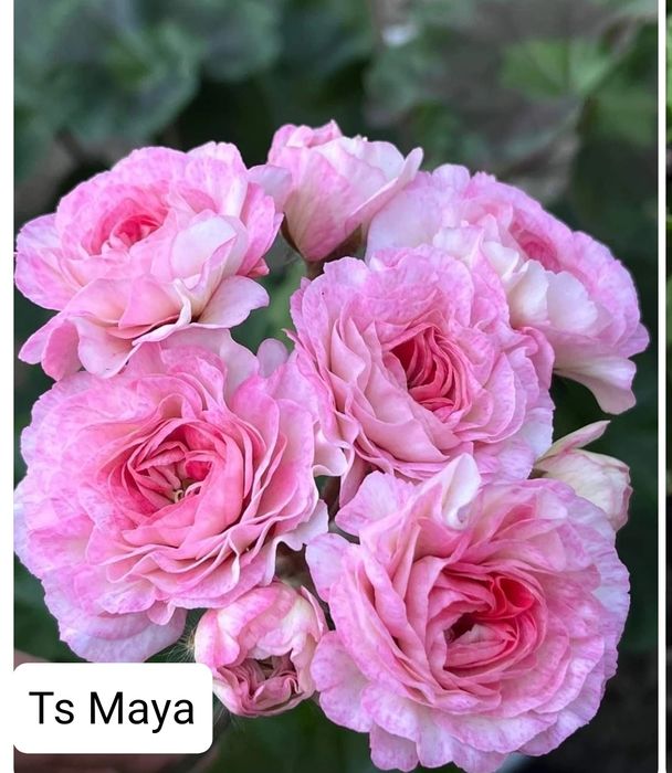 Продам укоренённые черенки пеларгонии