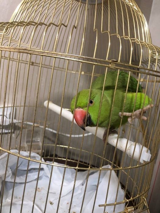 Продаётся попугай ожерелла