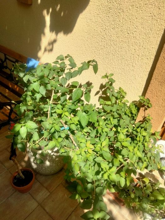 Diferite plante ,