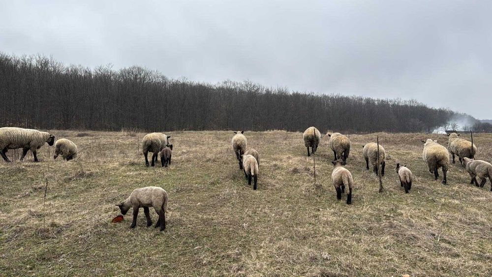 Oi sufflock de vanzare