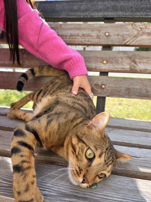 Продам Бенгальского кота