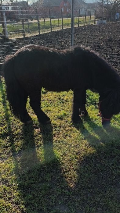 Vând un armăsar de ponei de 5 ani