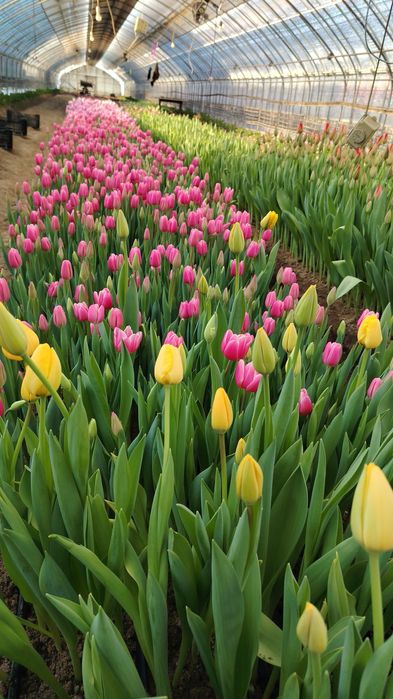 Тюльпаны из теплицы без посредников!