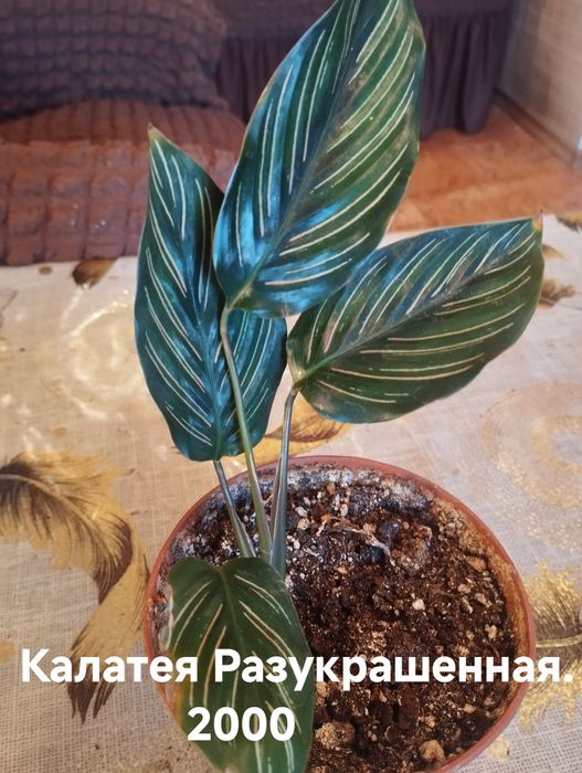 Продам комнатные растения