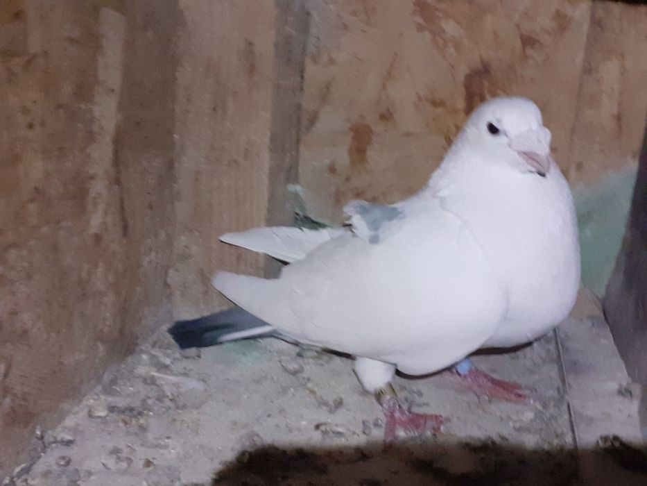 Vand porumbei americani sau Huble