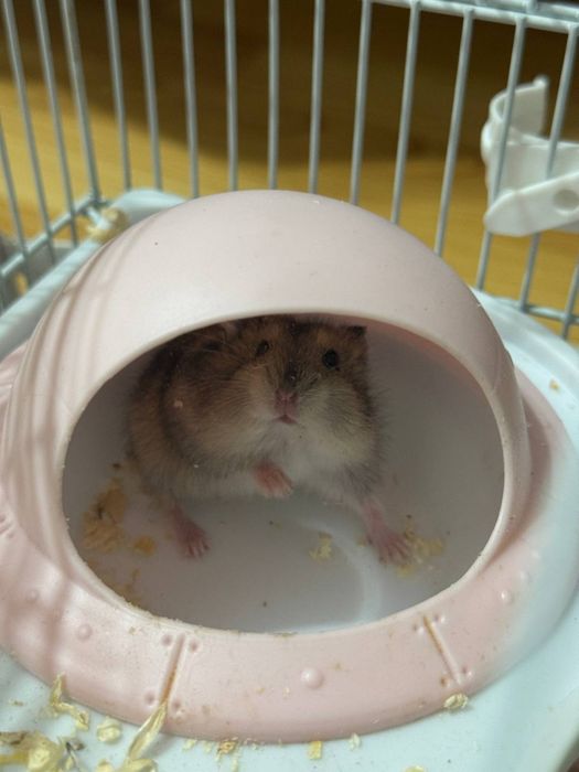 джунгарский хомяк