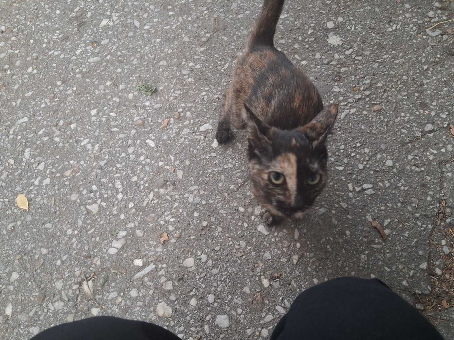 Коте - подарявам котенце
