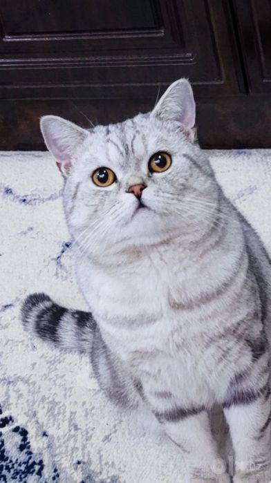 Вязка/Vyazka ( British Shorthair & Scottish Fold Erkak Mushuklar