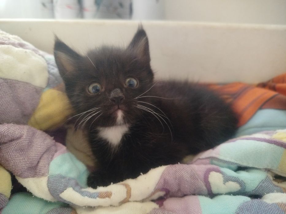 Котята смесь с британским