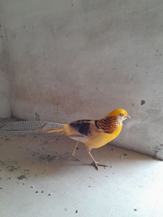 3 yoshli Fazanlar koʻtara narxda sotiladi.