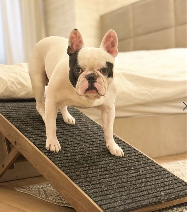 Дървена рампа за куче My Pet Deco