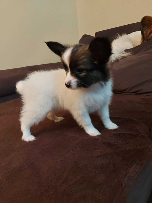 папион мъжки кученца