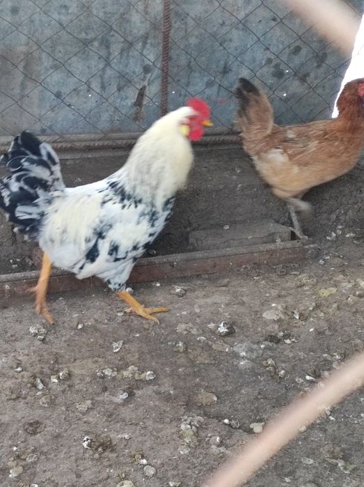 Продам молодых петухов