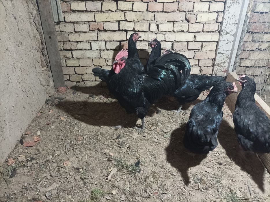 Австролоп хўроз  10 ойлик