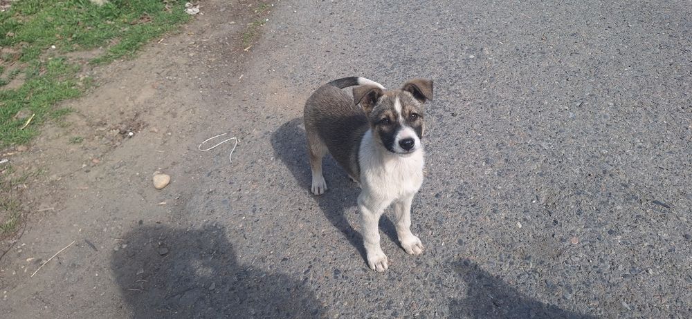 Щенята в добрые руки!