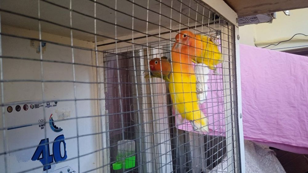 Sotiladi qushlar 1_par  zolotiska  limon oldin ishlagan 1_bolasi bilan