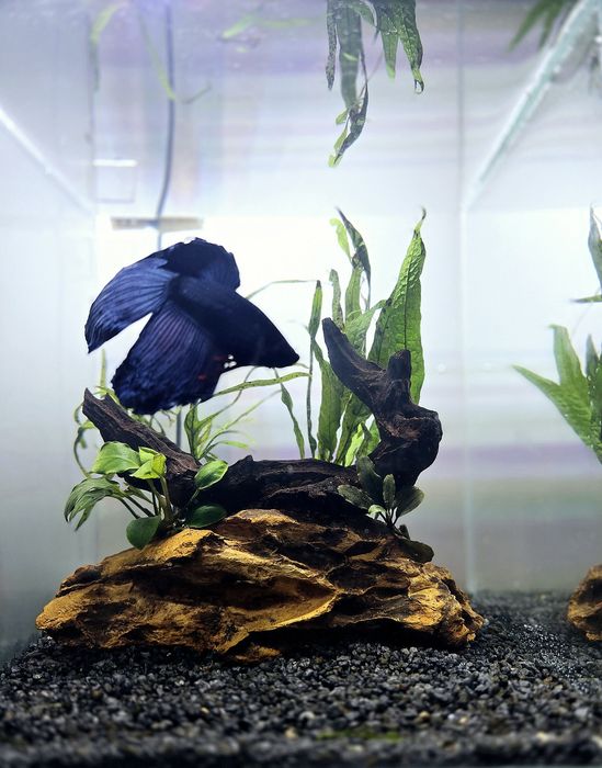 Decor acvariu Betta Bucuresti Sectorul 6 • OLX.ro