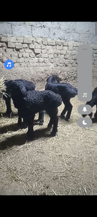 Козылар сатылады козы