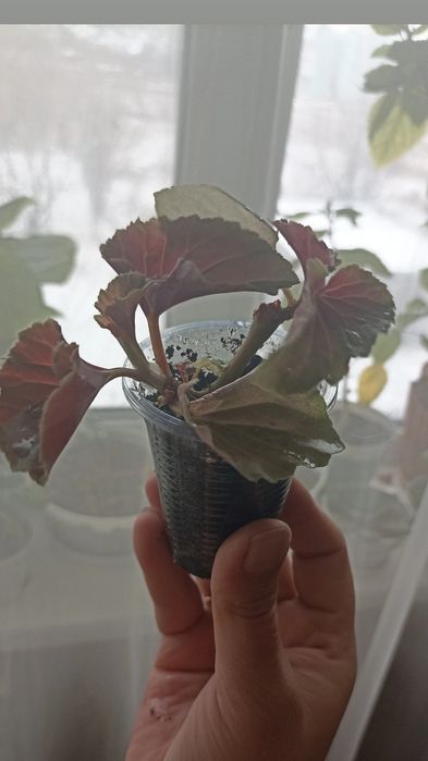 Цветы (отростки)