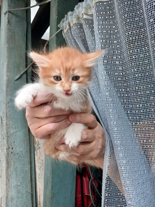 Котенок крысолов
