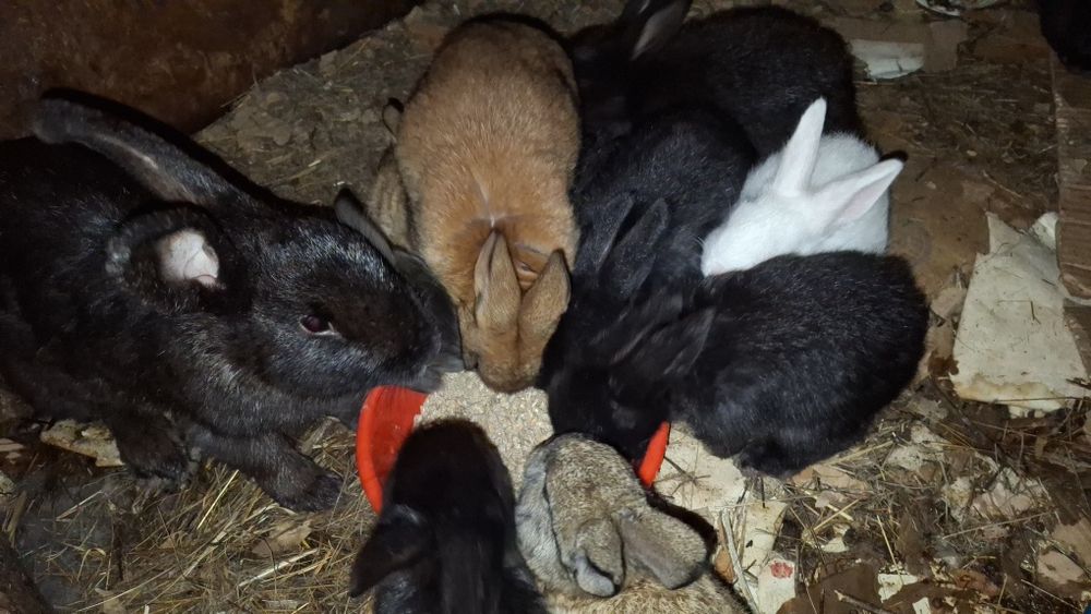 Продаются крольчата 

Активные,