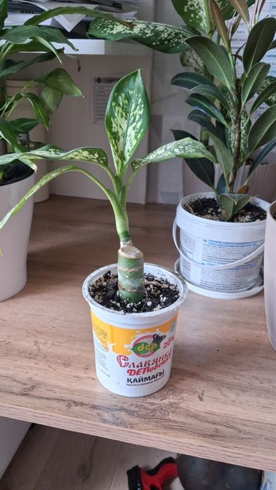 Продам диффенбахию