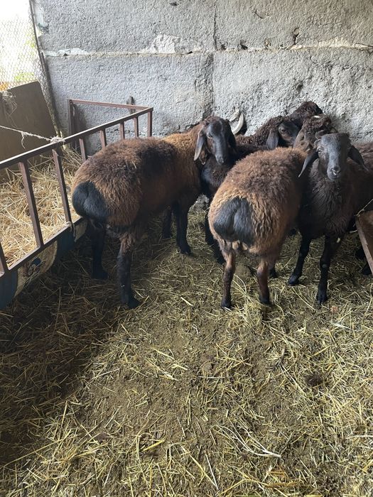 Кой токты кошкарлар бар