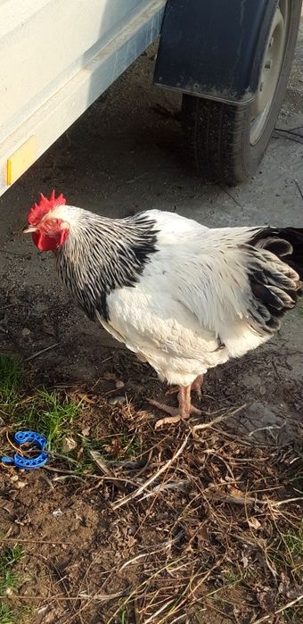 Vand cocos sussex sau schimb