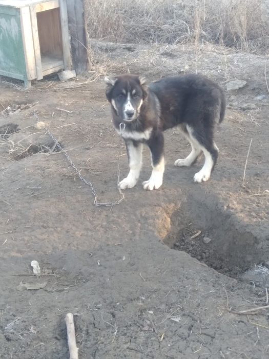 Алабай кушик сатлады