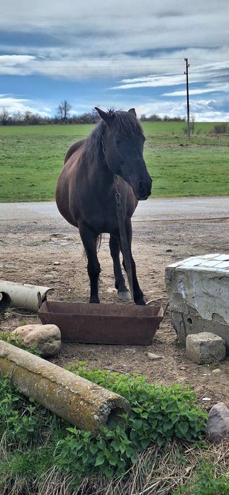 5 годишна кобила