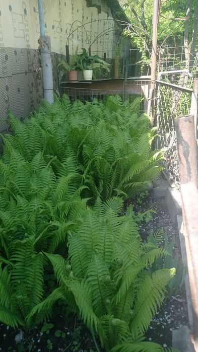 Папоротник садовый