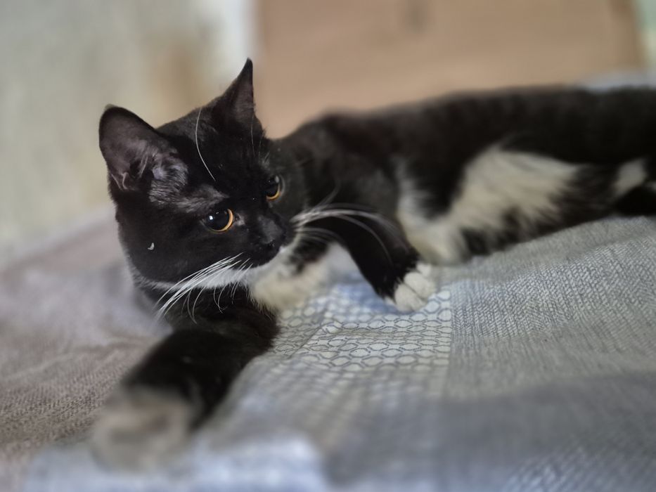 Отдам котят в хорошие руки