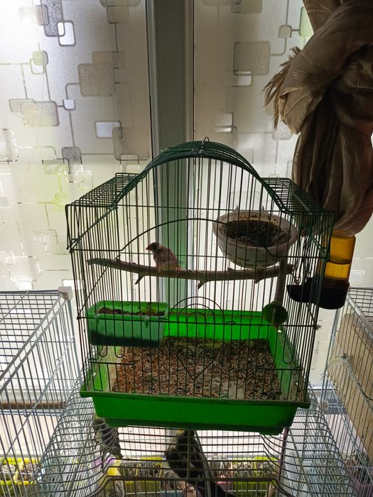 Птичка амадин серый