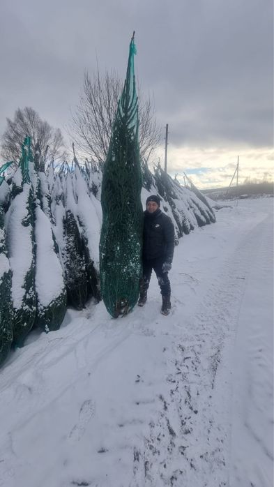 Елки новогодние