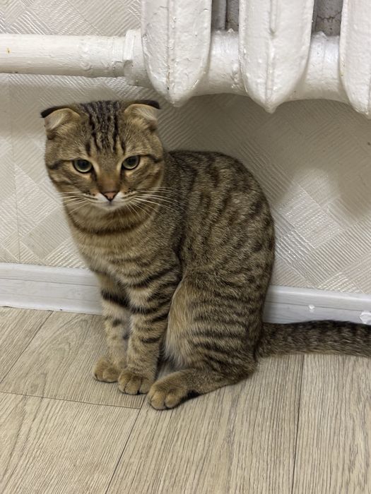 Шотланский мысық