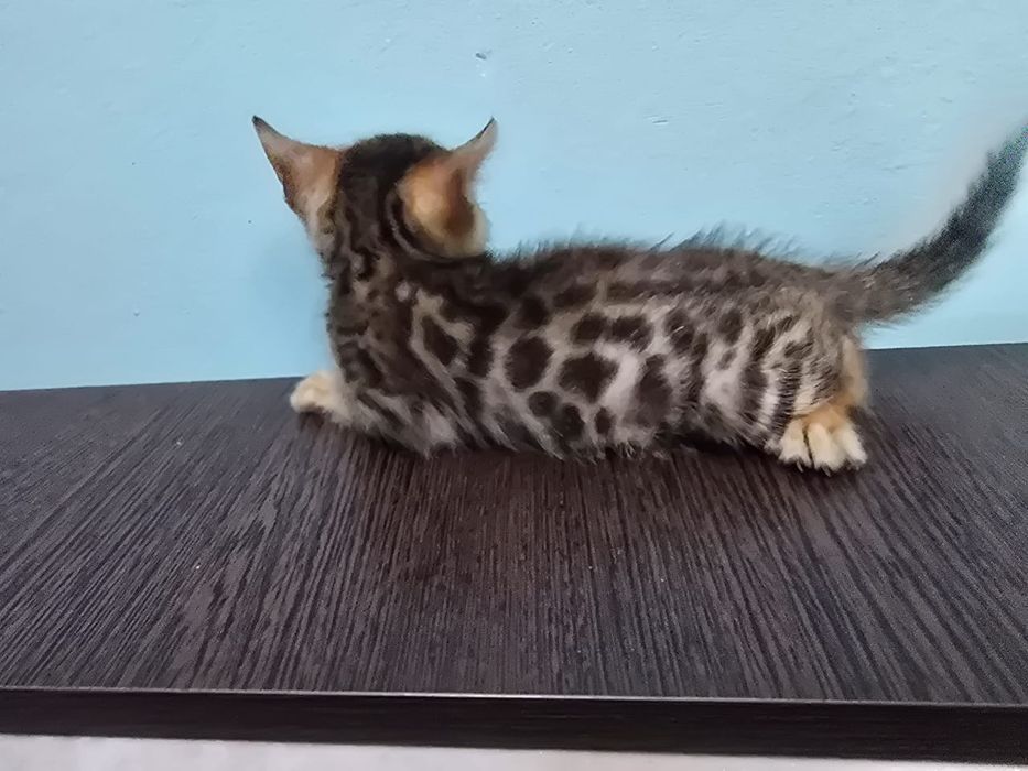 Бенгальские котята