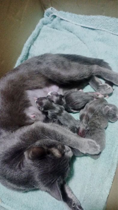 Mushuklar Buxoroda sotuvda