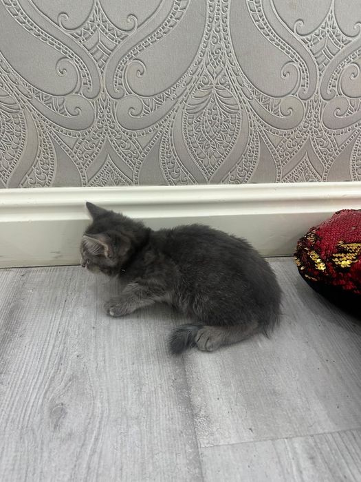 Отдам в добрые руки