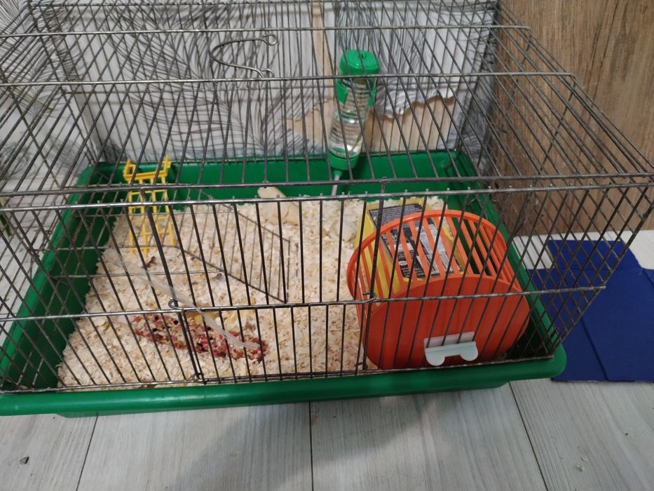 Мини хамстери с клетка