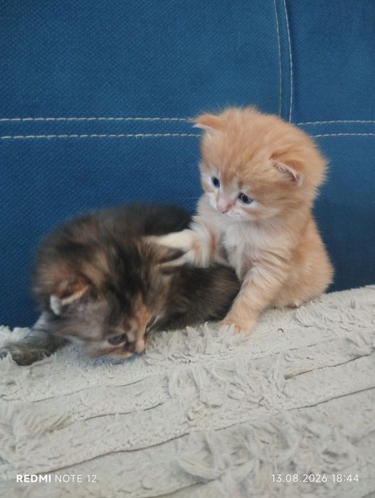 Дарю котят в добрый руки