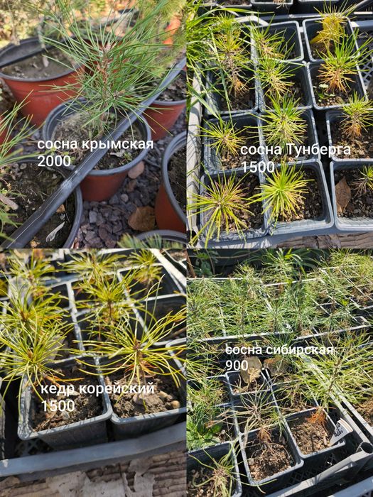 Цветы, кустарники и хвойные